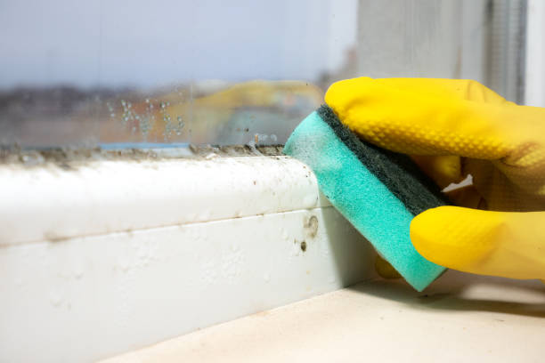 Best Health and Safety Mold Remediation in Muscatine, IA